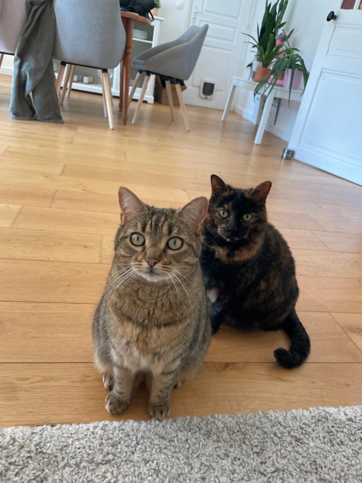 Maison & Ses 2 Chats